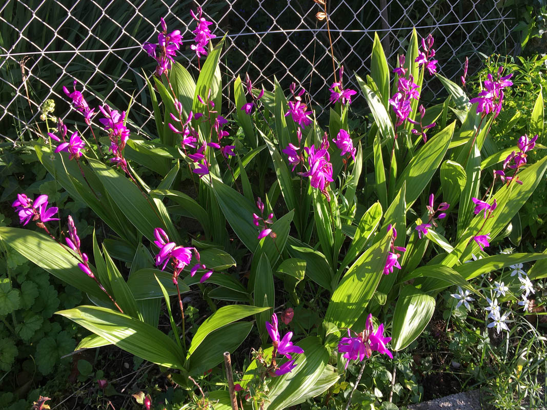 Bletilla striata